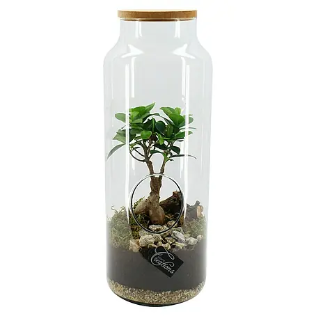 Piardino  Terrario de cristal