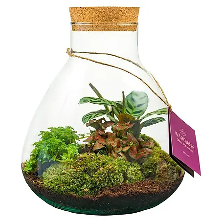 Piardino  Terrario de cristal