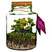 Piardino Terrario de cristal (Altura: 20 cm, 1 ud.) | BAUHAUS