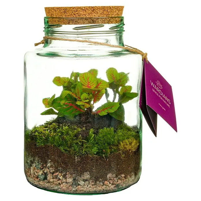Piardino Terrario de cristal - Altura: 20 cm, 1 ud. - Un encantador terrario Wardians con un paisaje en miniatura de plantas, musgo y piedras decorativas, sellado con una tapa de corcho.