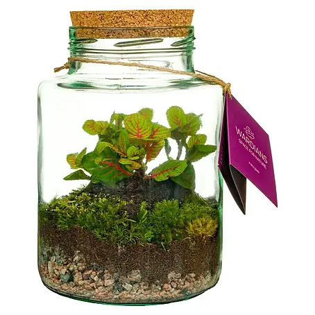 Piardino  Terrario de cristal