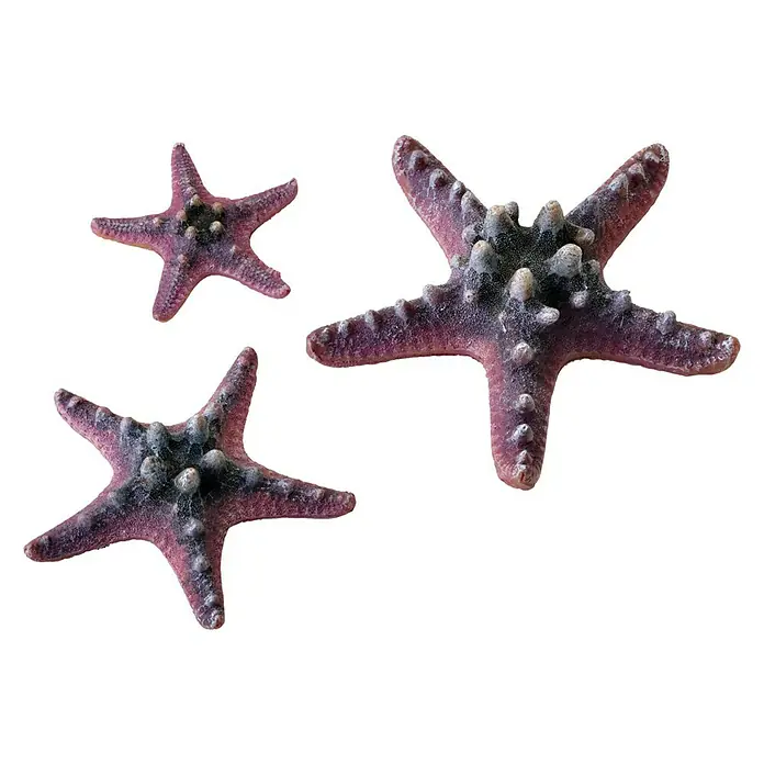 biOrb Deko-Set für Aquarien Pink Ocean - 12 -tlg., Violett/Weiß, Passend für: Aquarien ab 30 l - Drei purpurfarbene Seesterne mit auffälligen Mustern und Texturen auf einem hellen Hintergrund.