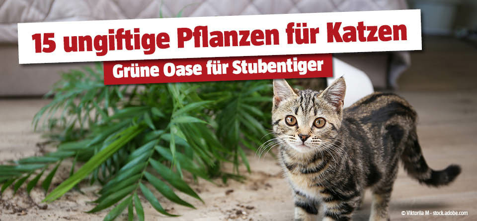 Ungiftige Zimmerpflanzen fr Katzen | BAUHAUS sterreich