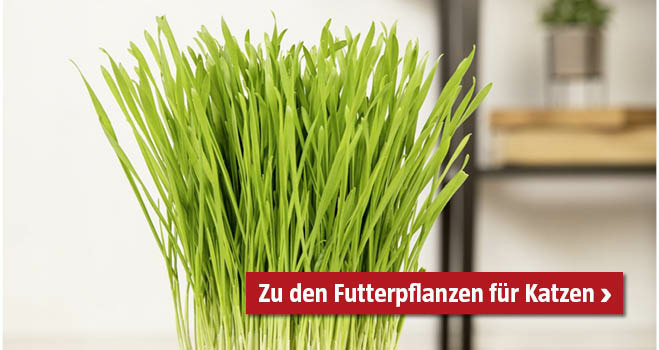Ungiftige Zimmerpflanzen fr Katzen | BAUHAUS sterreich