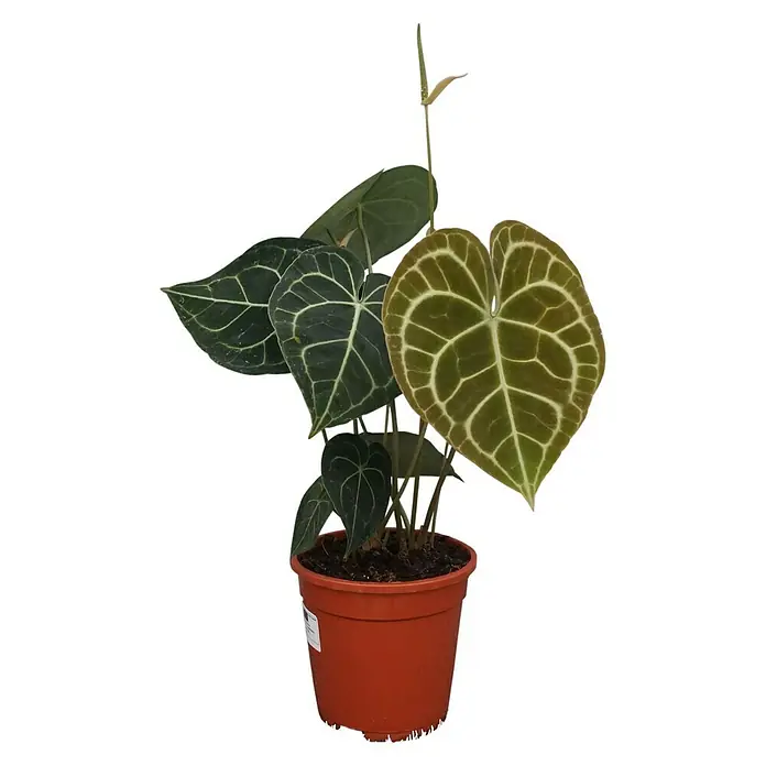 Piardino Anturio - Anthurium Clarinervium, Tamaño de maceta: 17 cm - Planta de interior Anthurium crystallinum en una maceta de terracota, con hojas en forma de corazón y dibujos intrincados sobre fondo oscuro.
