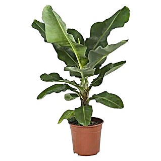 Piardino Planta perenne Musa Bananera (Tamaño de maceta: 17 cm)