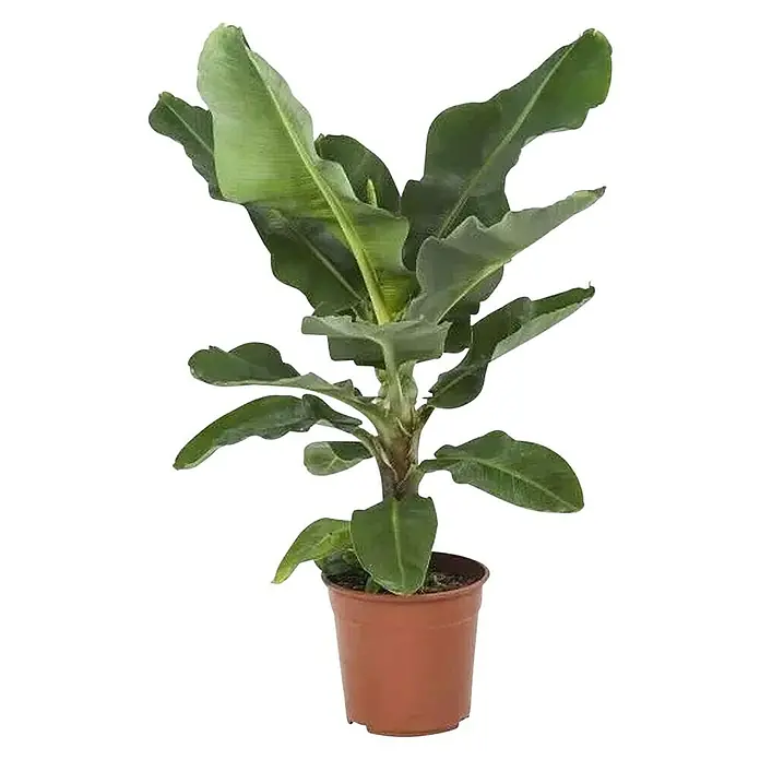 Piardino Planta perenne Musa Bananera - Musa acuminata Colla, Tamaño de maceta: 17 cm - Primer plano de una planta de plátano en maceta que muestra su belleza tropical y su exuberante vegetación.