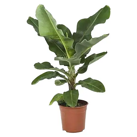 Piardino  Planta perenne Musa Bananera