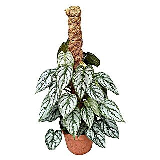 Piardino Philodendron (Philo pertusum, Tamaño de maceta: 16 cm)