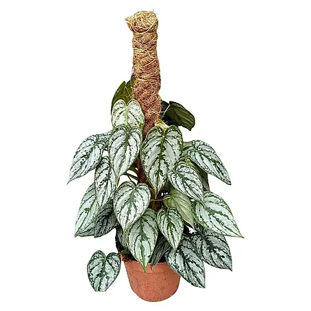 Piardino  Philodendron