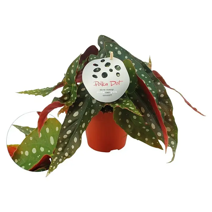 Begonia - Begonia maculata, Tamaño de maceta: 12 cm - Una begonia de lunares en una maceta naranja, sus hojas adornadas con manchas blancas. Atractiva planta de interior con follaje decorativo.