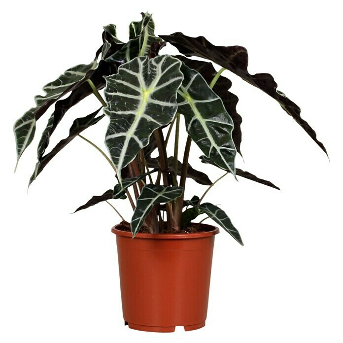 Planta perenne (Alocasia Amazónica, Tamaño de maceta: 17 cm) | BAUHAUS