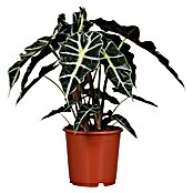 Planta perenne (Alocasia Amazónica, Tamaño de maceta: 17 cm) | BAUHAUS