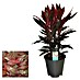 Piardino Cordyline 