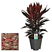 Piardino Cordyline (Cordyline fruticosa, Tamaño de maceta: 19 cm) | BAUHAUS