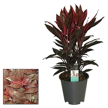 Piardino  Cordyline