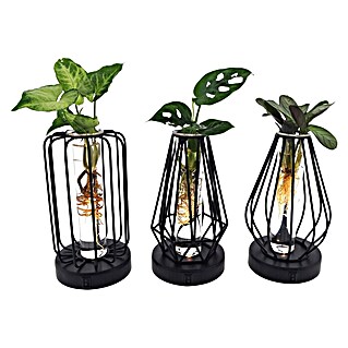 Piardino Zimmerpflanzen-Arrangement Grünpflanze im Glas (1 x Grünpflanze, 1 x Glasgefäß im bauchigen Metallgestell )