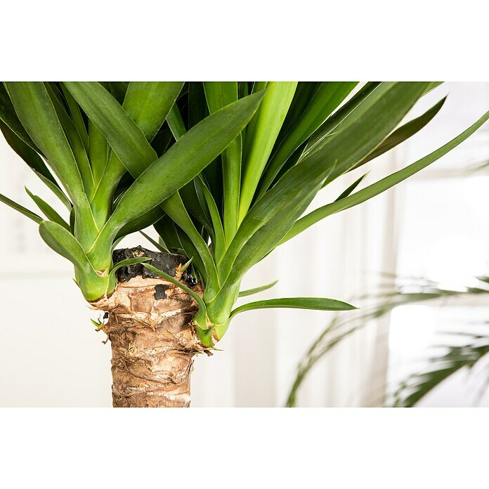 Yucca elephantipes 24