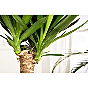 Yucca elephantipes 24