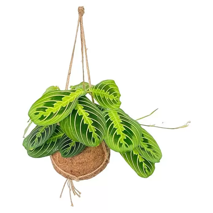 Piardino Pflanzenarrangement Kokodama Ampel - Maranta leuconeura in Kokodama Ampel, Topfgröße: 15 cm - Eine grüne Gebetspflanze mit gemusterten Blättern in einem hängenden Kokosnussschalen-Pflanzentopf mit Seil.