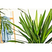 Yucca elephantipes 24
