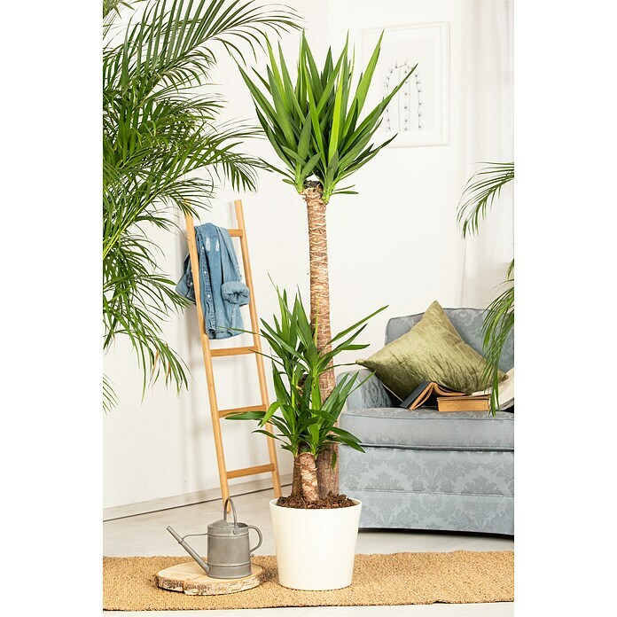 Yucca elephantipes 24