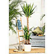 Yucca elephantipes 24