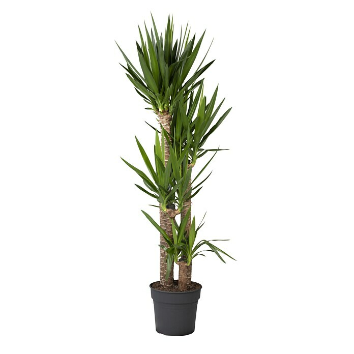 Yucca elephantipes 24