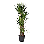 Yucca elephantipes 24