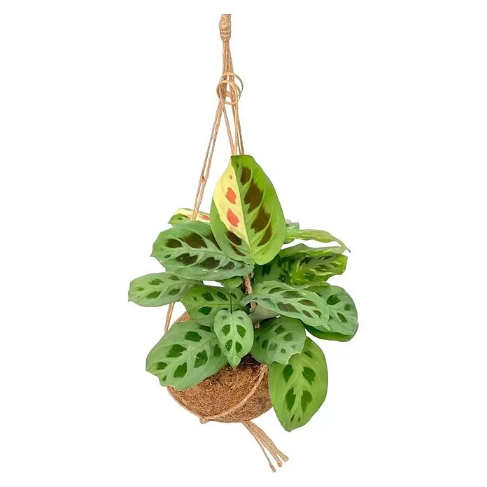 Piardino Pflanzenarrangement Kokodama Ampel - Maranta leuconeura in Kokodama Ampel, Topfgröße: 15 cm - Hängende Maranta-Gebetspflanze in einem Kokosschalen-Pflanzgefäß mit Juteseil, mit leuchtend grünen Blättern und roten, cremefarbenen und dunklen Mustern.