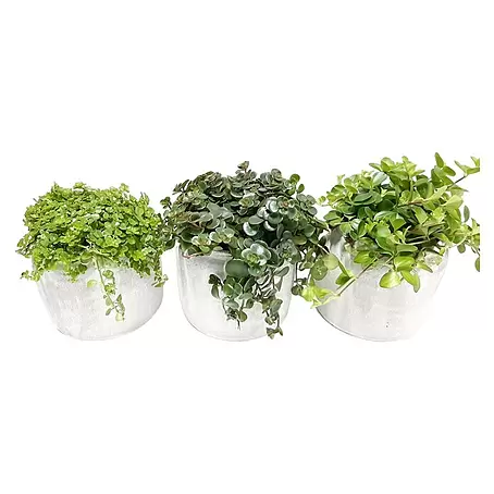 Piardino  Zimmerpflanzen-Arrangement