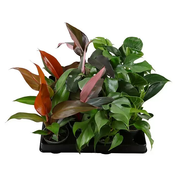 Piardino Baumfreund - Philodendron Hybriden, Topfgröße: 6 cm - Eine schwarze Kunststoffschale mit mehreren kleinen Zimmerpflanzen in verschiedenen Grün-, Rot- und Rosatönen.