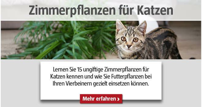 Ungiftige Zimmerpflanzen für Katzen
