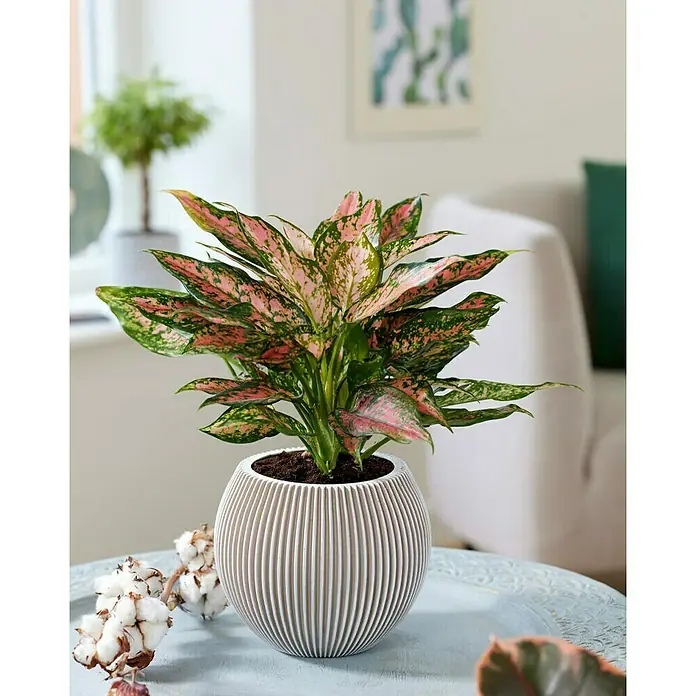 Capi Europe Übertopf rund Nature Groove - Außenmaß (Ø x H): 22 x 18 cm, Elfenbein, Polyester - Eine Aglaonema Zimmerpflanze mit auffallend rosa Blättern in einem modernen Topf auf einem Tisch, der ein frisches, lebendiges Ambiente schafft.