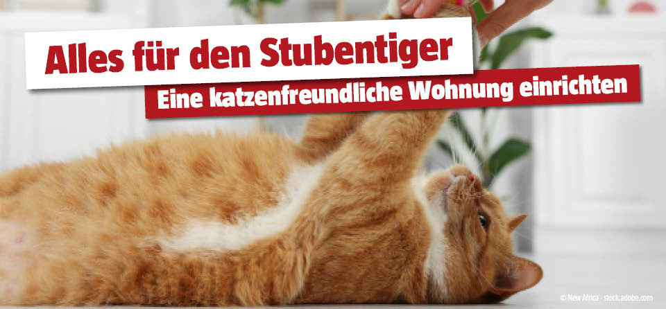 Katzenfreundliche Wohnung 
