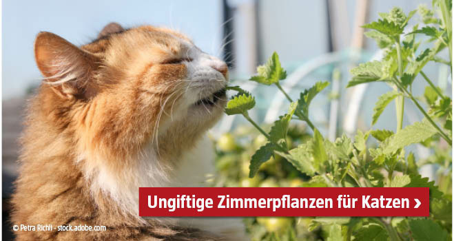 Ungiftige Zimmerpflanzen Katzen