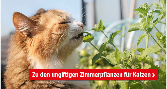 Ungiftige Zimmerpflanzen Katzen