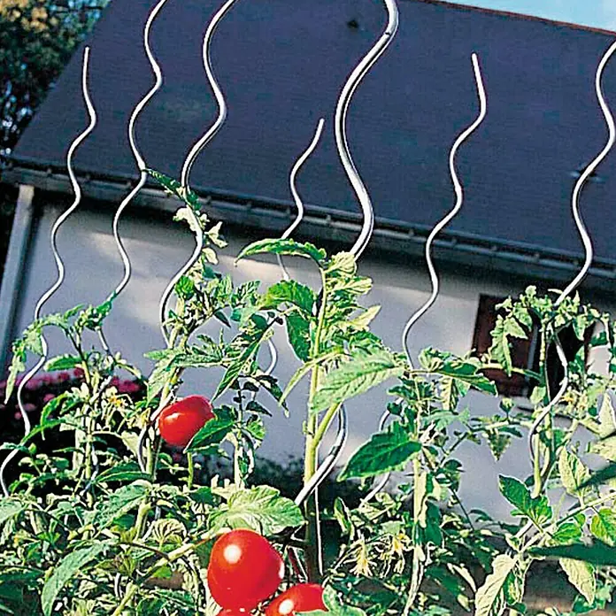 Nortene Tutor de tomatera en espiral Spiral - Largo: 180 cm - Plantas de tomate trepando por soportes de metal en espiral, con tomates rojos maduros, frente a una casa.