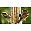 Dobar Vogelfutter (20 kg)