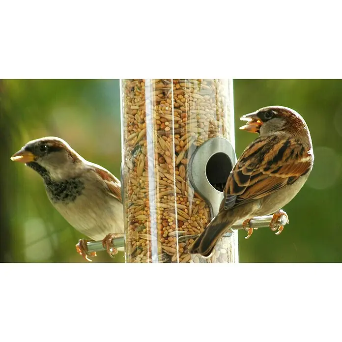Dobar Wildvogelfutter - 20 kg - Zwei Spatzen sitzen an einem transparenten Vogelfutterspender und picken Körner. Der Spender ist mit verschiedenen Samen gefüllt.