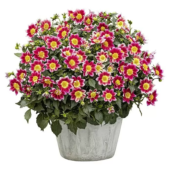Piardino Dahlie dunkellaubig - Dahlia Hybride, Topfgröße: 19 cm, Rot/Gelb/Weiß - Topf-Dahlienpflanze mit leuchtend rosa und gelben Blüten in einem strukturierten grauen Topf.