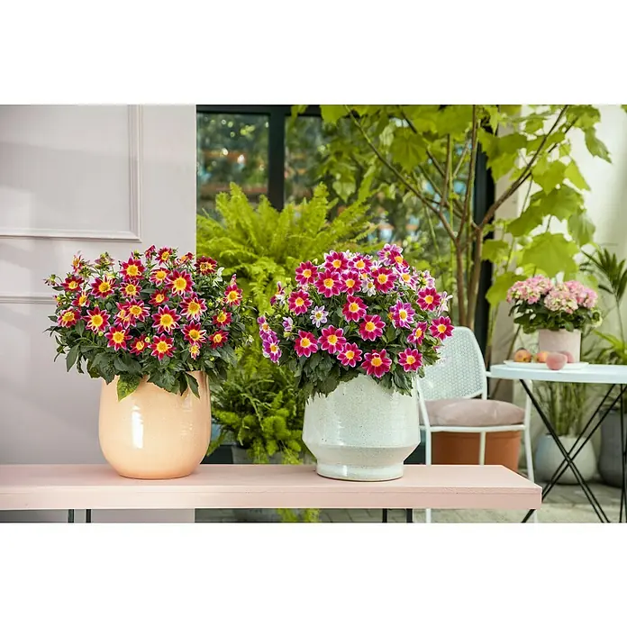 Piardino Dahlie dunkellaubig - Dahlia Hybride, Topfgröße: 19 cm, Rot/Gelb/Weiß - Zwei Töpfe mit bunten Dahlienblüten stehen auf einem Tisch im Freien und bringen Farbe in den Garten.