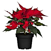 Weihnachtsstern (Euphorbia pulchierima, Topfgröße: 14 cm, Rot)