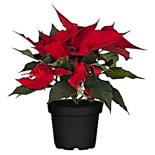 Piardino Weihnachtsstern (Euphorbia pulchierima, Topfgröße: 14 cm, Rot)
