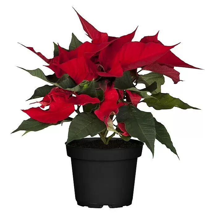 Piardino Weihnachtsstern - Euphorbia pulchierima, Topfgröße: 14 cm, Rot - Vorderansicht