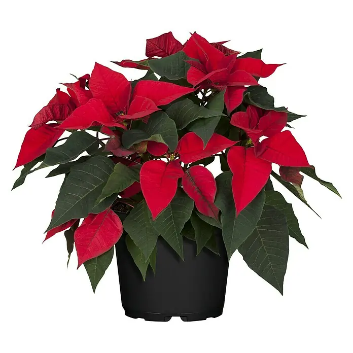 Piardino Weihnachtsstern 3-4 Brakteen - Euphorbia pulcherrima, Topfgröße: 11 cm, Rot - Ein leuchtender Weihnachtsstern in einem schwarzen Topf, dessen rote und grüne Blätter eine festliche Stimmung verbreiten. Ideal für die Weihnachtszeit.