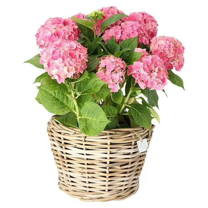 Van der Leeden Drypot Pflanzkorb - Ø x H: 32 x 23 cm, Rattan, Grau - Bezaubernde rosa Hortensie in einem rustikalen Weidenkorb, eine perfekte Dekoration für jeden Raum.