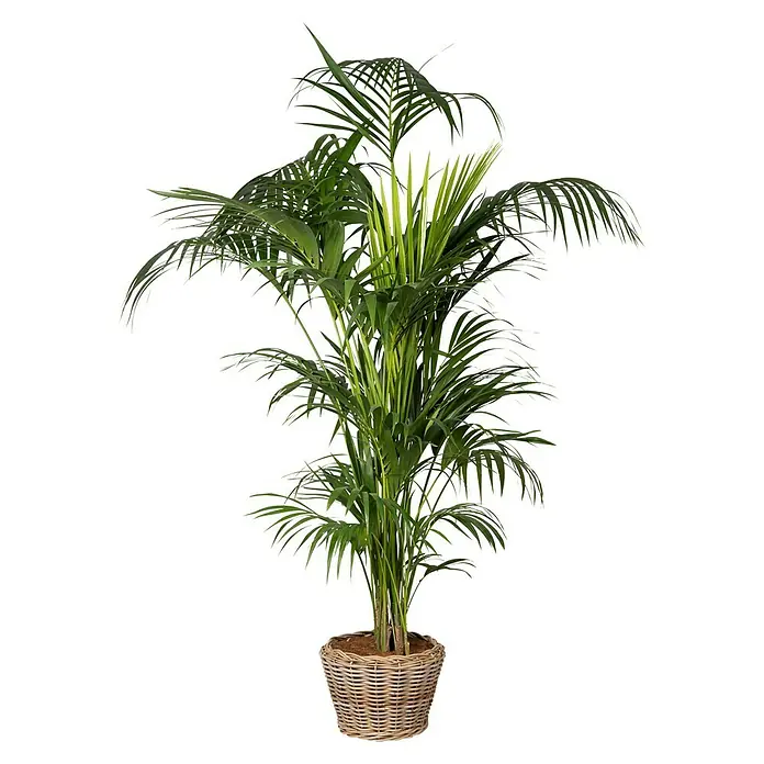 Van der Leeden Drypot Pflanzkorb - Ø x H: 43 x 33 cm, Rattan, Grau - Eine detailreiche Aufnahme einer Zimmerpalme in einem geflochtenen Korb, die das lebendige Grün der Blätter hervorhebt.