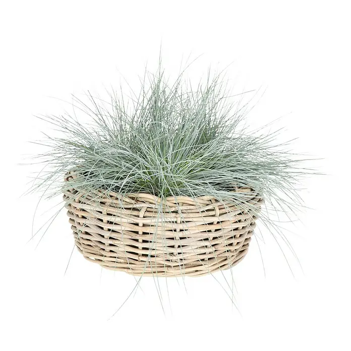 Van der Leeden Drypot Pflanzschale rund - Ø x H: 40 x 15 cm, Rattan, Grau - Dekorative Graspflanze in einem geflochtenen Korb. Das Gras ist grünlich-silbern und verleiht dem Raum einen Hauch von Natur und Eleganz.