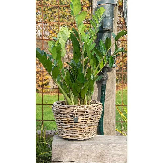 Van der Leeden Drypot Pflanzkorb - Ø x H: 27 x 20 cm, Rattan, Grau - Üppige Zamioculcas-Pflanze in einem rustikalen Korb auf einer Holzoberfläche, ideal für eine natürliche und stilvolle Dekoration im Innenbereich.
